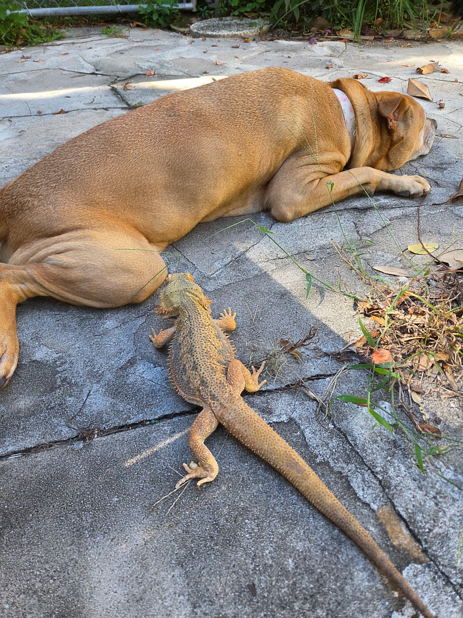 Layla (Dog) & Scaley (Bearded Dragon)