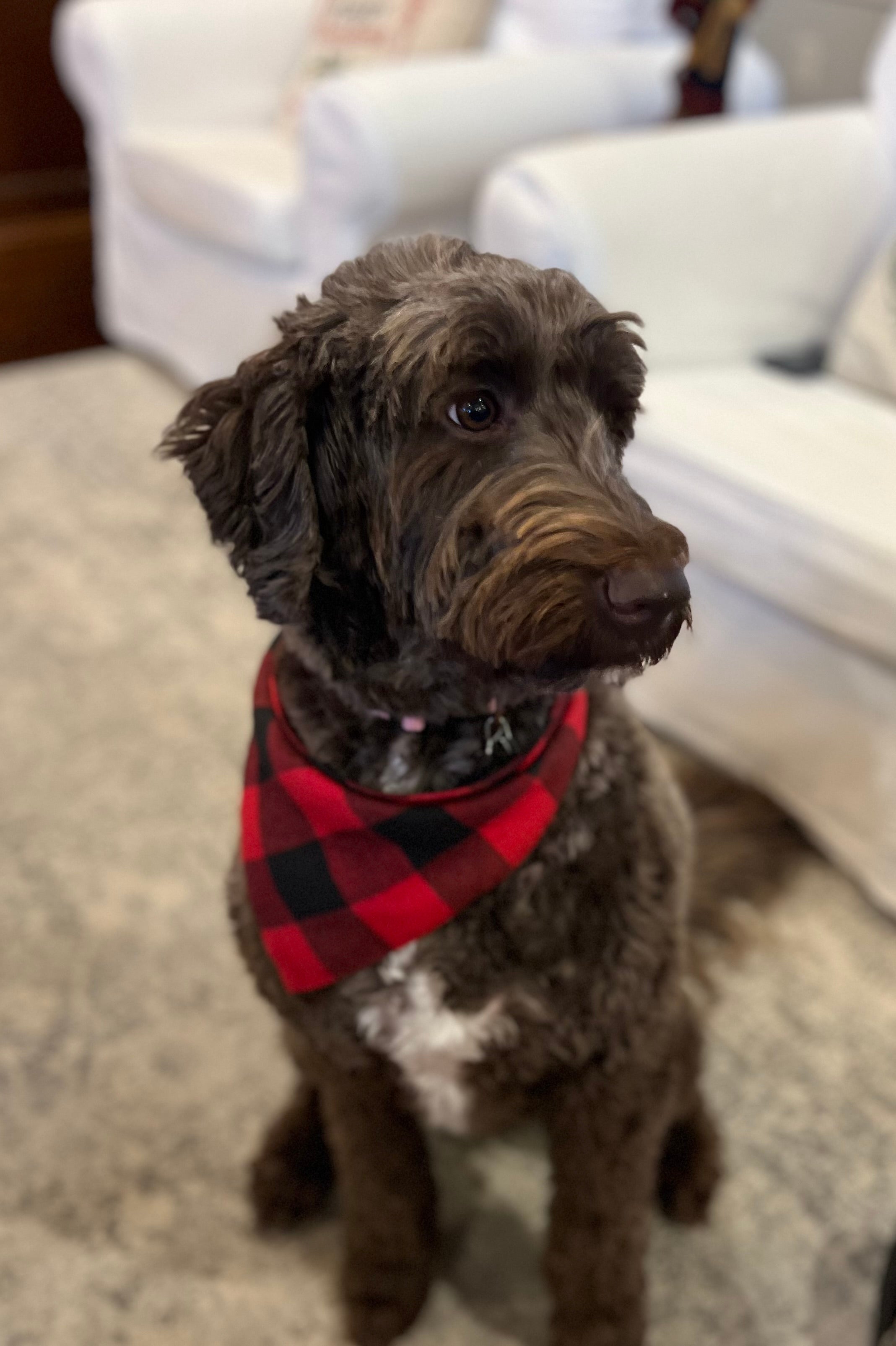 Daisy (Joseph & Brenna C)