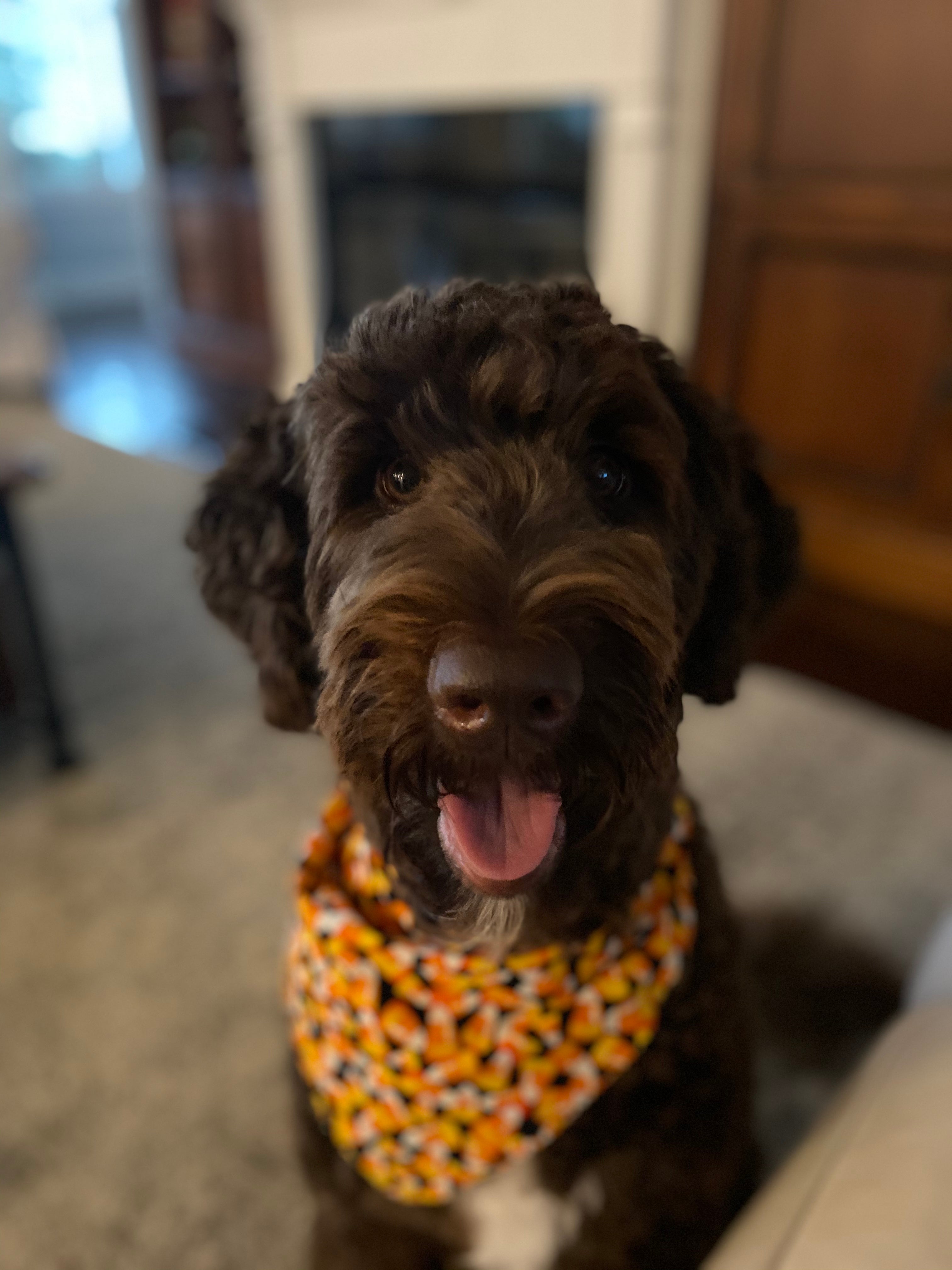 Daisy