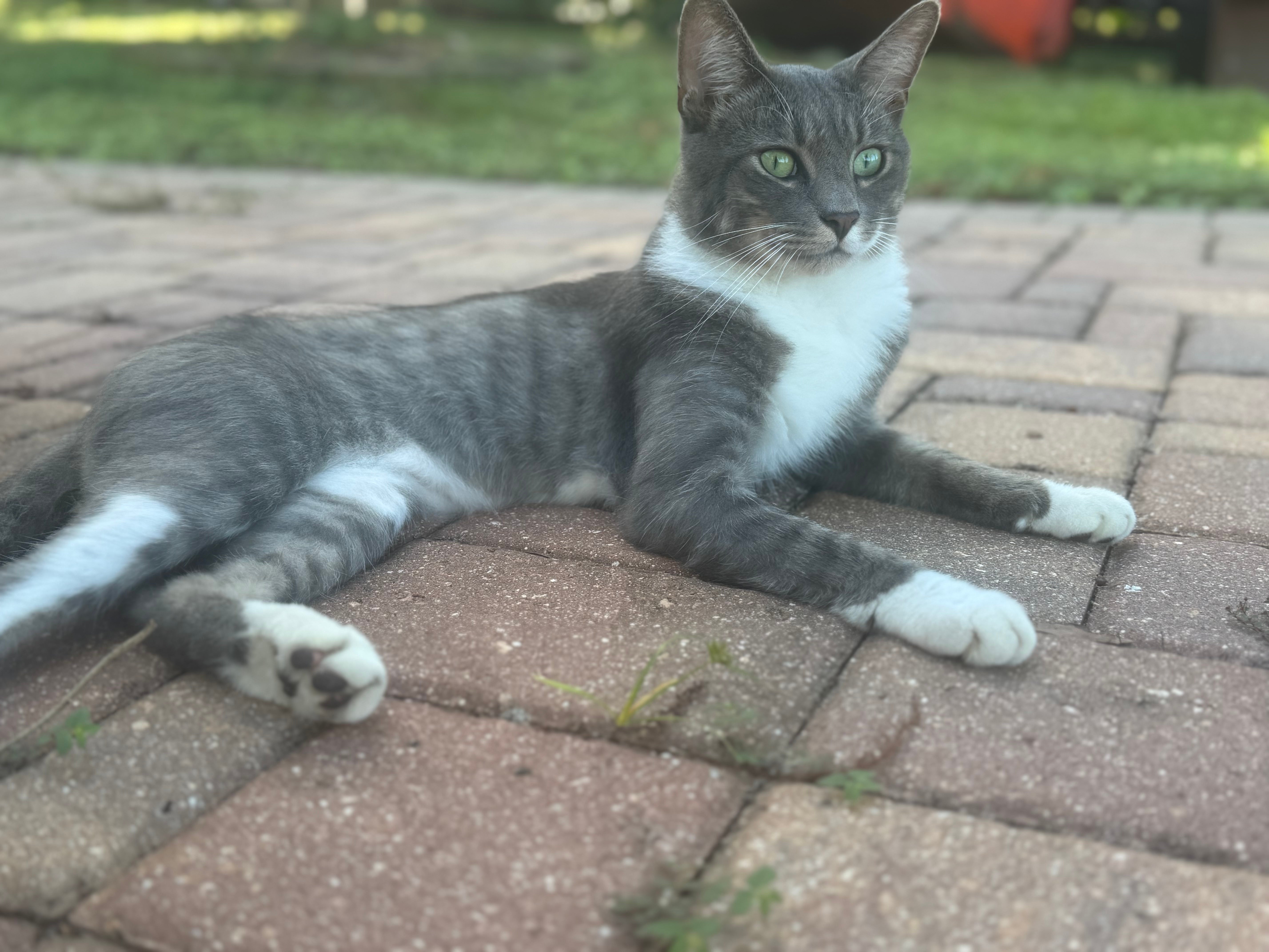 Ozzy